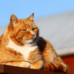 Does your pet do this?