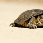 The Benefits of Slow Practice