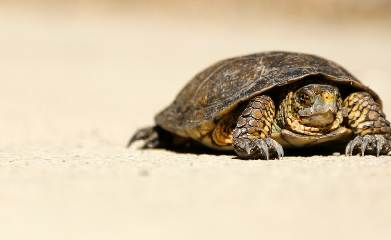 The Benefits of Slow Practice